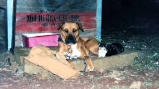 hog hunting song number 8 - James McKay (roo chasing pig dog)