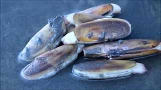 preview picture of video 'Razor Clam Digging, Seabrook WA - Lifestyle'