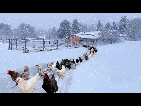 My Own Winter Wonderland: Raising Healthy Organic Chickens & Collecting Farm-Fresh Eggs
