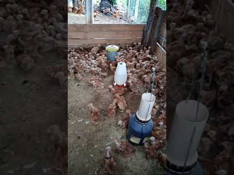 Pintinhos CAIPIRÃO COM 30 DIAS