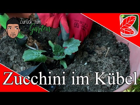 , title : 'Zucchini im Kübel anbauen - so funktioniert es'