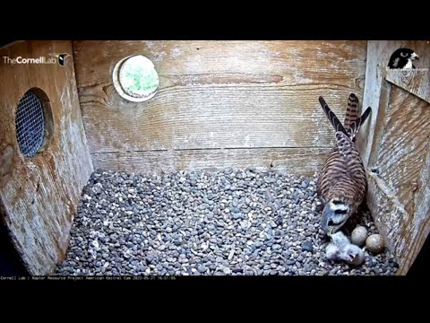 Three Cute Kestrel Chicks Hatch Within Four Hours! Reveals And First Feeding | May 21, 2022