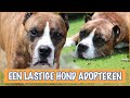 Adoptie van een lastige hond | DierenpraatTV