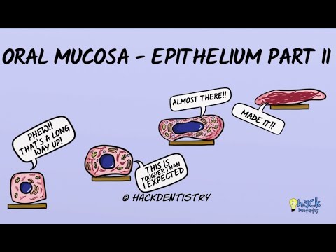 Mundschleimhaut – verhorntes und nicht verhorntes Epithel