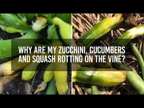 , title : 'Why are my zucchini, cucumbers and squash rotting on the vine?'