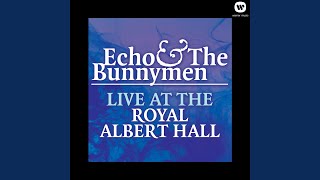 Porcupine (Live at Royal Albert Hall 1984)