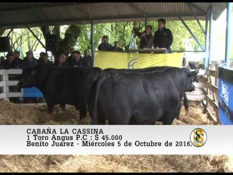 05-10-16 Venta de Toros Angus - Cabaña La Cassina - B. Juarez.