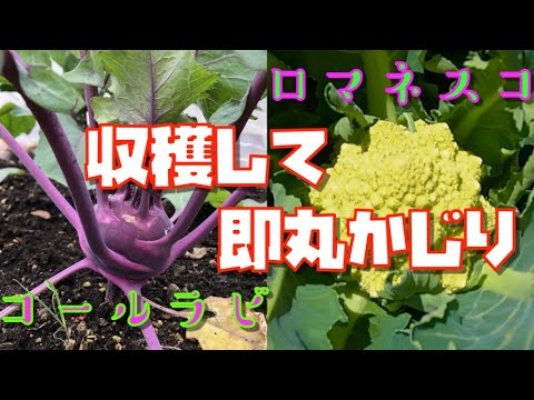 コールラビを好む: 早めに収穫するためのヒント 植物