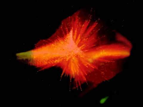 Rizah Feat. Gio iD - 3000 Volt