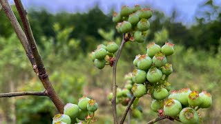 Our 2024 Blueberry Crop Update | Saving a Blueberry Farm