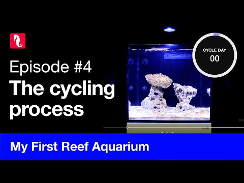 My First Reef Aquarium, episode 4 - The cycling process