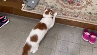 早く帰って来たパパを出迎える猫