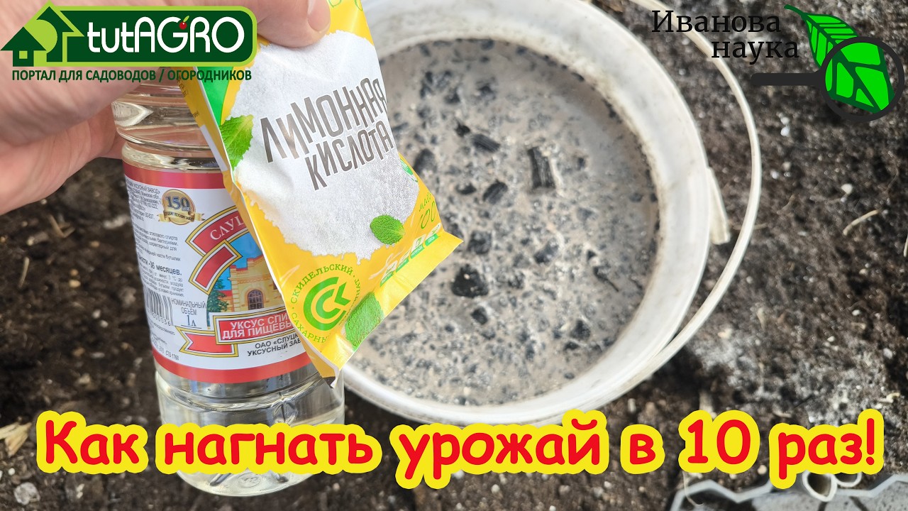 Удобрение на МИЛЛИОН. СОСЕДИ ТРАТЯТ ТЫСЯЧИ, А Я - КОПЕЙКИ! ПОЛЕЙТЕ ЭТИМ СРЕДСТ