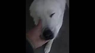 Video preview image #1 Great Pyrenees Puppy For Sale in Spring, TX, USA