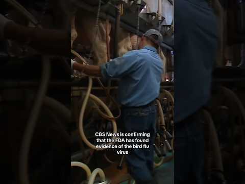 FDA finds evidence of bird flu virus in grocery store milk #shorts