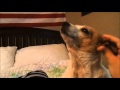 Dog Choir