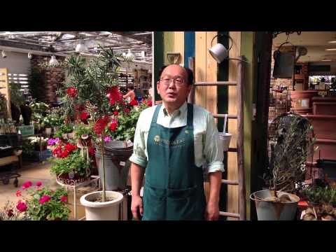 カリステモン・ビミナリス