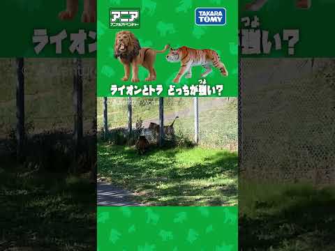 ライオンとトラどっちが強い？　#アニア #アニア研究所 #タカラトミー #shorts #アドベンチャーワールド