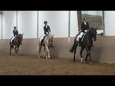 HILAIRITE MD von Escolar bei ihrer ersten Turnierteilnahme 23.9.2017