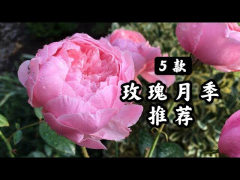 白色月季花