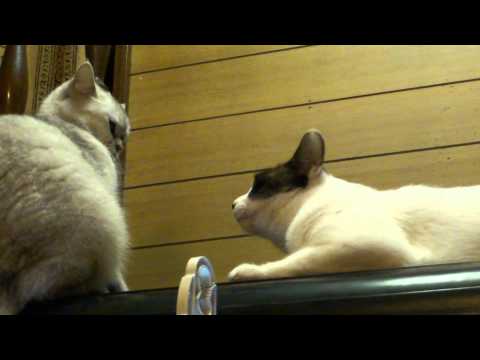 haru and sada cat movie