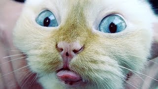 10 Best Viral Cat Videos  Top10TV