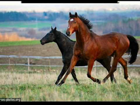 CZARNE KONIE.  DON VASYL