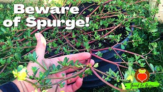Yes, You Can Eat This Common Weed! - Purslane (BEWARE of SPURGE)