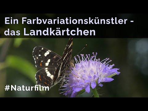 Ein faszinierender Farbvariationskünstler - das Landkärtchen