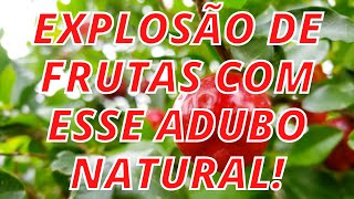 Chorume de Cinzas Como Fazer - UMA EXPLOSO DE FRUTOS.