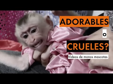 Los monos macacos bebés no son mascotas: la cruel realidad detrás de los videos virales