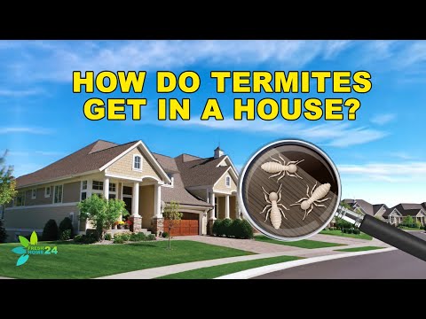 How Do Termites Get into Your Home?
