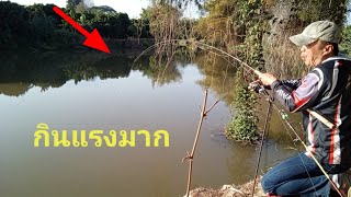 เจอปลาแบบนี้ต้องทำไง?สีเป็นแบบนี้? #fishing !#ตกปลา #carpfishing #nature #river #reel #thailand