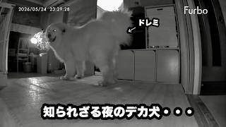 愛犬をいつでも監視できる術を手に入れた飼い主【ペットカメラ編】