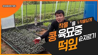 콩 순지르기 육묘상 떡잎위 적심 ㅡ이렇게도 해보세요