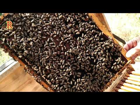 Ситуация по взятку на плавнях