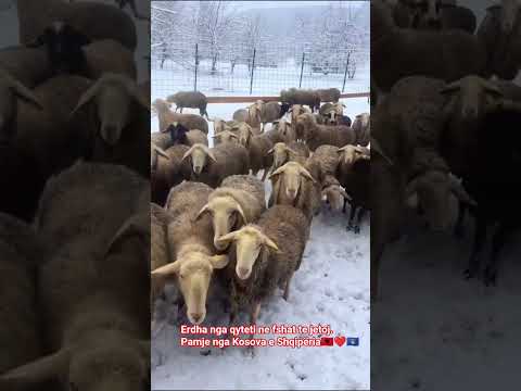 Pamje nga Kosova e Shqipëria, Erdha nga qyteti fshat te jetoj