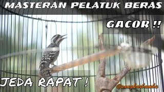 Download lagu Masteran Pelatuk Beras Gacor || owner : @Sangkarbambu Terbaru mp3