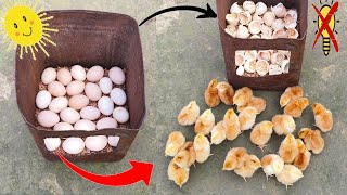 how to hatch eggs at home without incubator // amazing eggs hatching without incubator