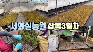 삽목3일차) 파스티기아타, 히버니카 삽목!!
