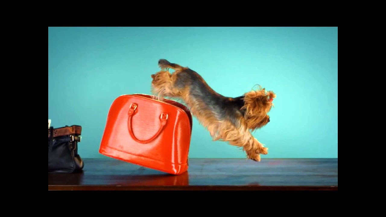 Petit Dry Adult de Salmón con patata sin cereales para perros pequeños