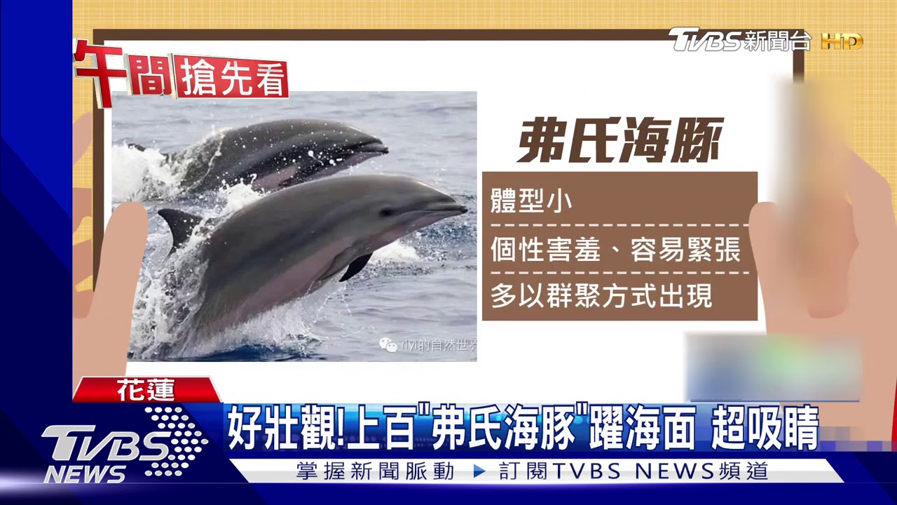 好壯觀!上百「弗氏海豚」躍海面 超吸睛
