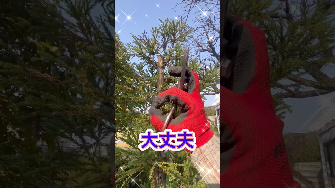 北山台杉の簡単お手入れ自然風剪定