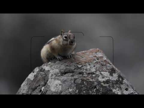 Canon EOS 5D Mark IV: AF Area Options