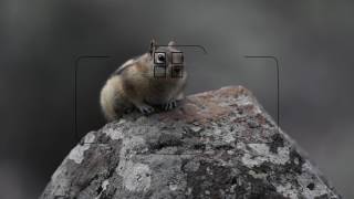 Video thumbnail for Canon EOS 5D Mark IV: AF Area Options by CanonUSA