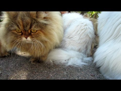 12 10 13 Persian kitty kaos