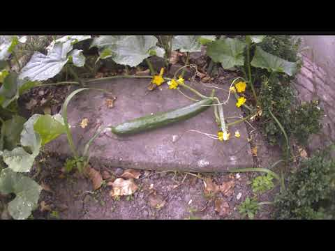 Cucumber timelapse, growing Cucumber