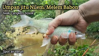 Download lagu The accurate bait for nilem fish mp3 Download lagu The accurate bait for nilem fish mp3