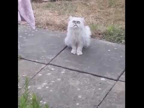 Weird stray cat outside