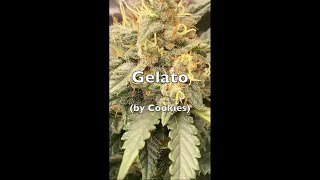 Gelato: The Sweet Powerhouse of Medical Cannabis